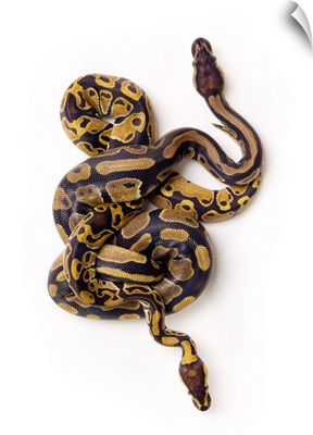Two Ball Python Snakes Intertwined