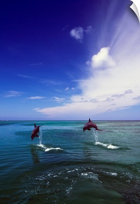 Two Bottlenose Dolphins Leaping Out Of Water, Caribbean Sea