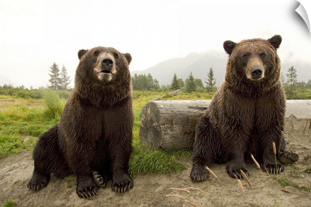 Two Brown bears sitting near log at the Alaska Wildlife Conservation Center, Southcentral Alaska