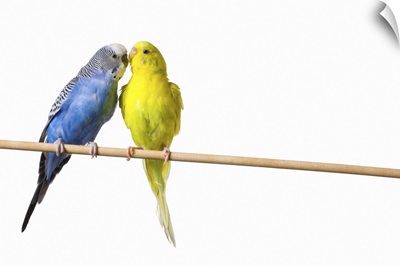 Two Budgies On A Perch