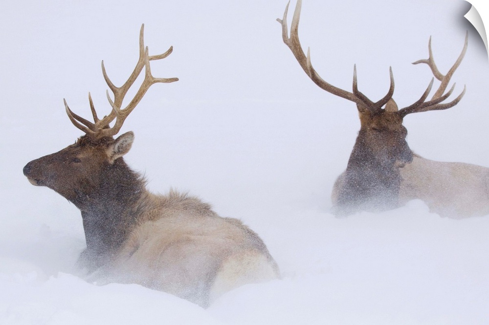 Two Bull Elk Lying In Deep Snow, Southcentral Alaska
