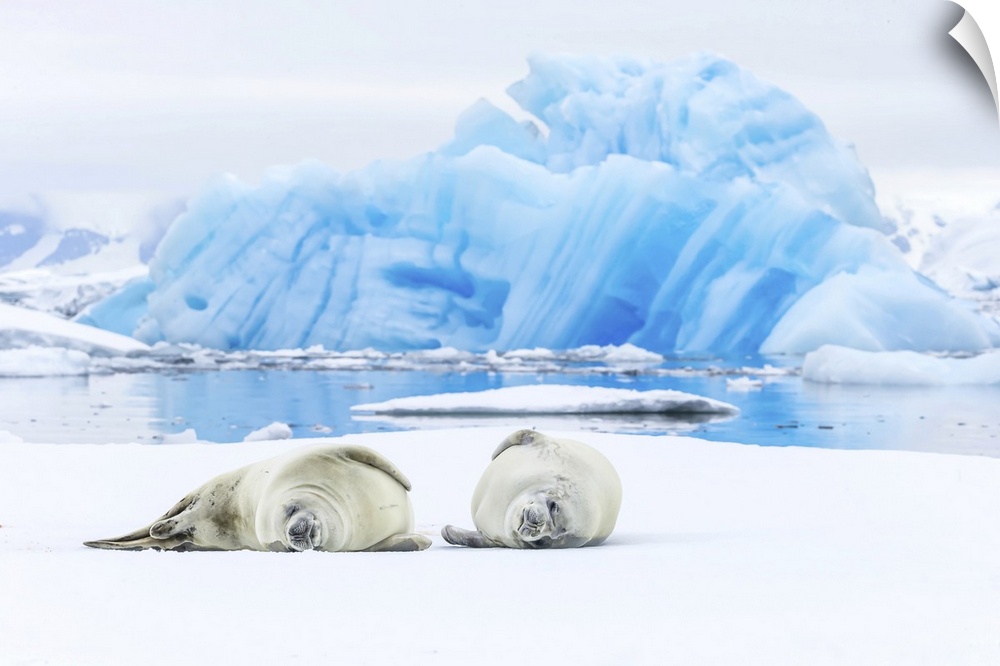 Two Crabeater Seals lying on an ice floe in Grandidier Channel, Antarctica.
