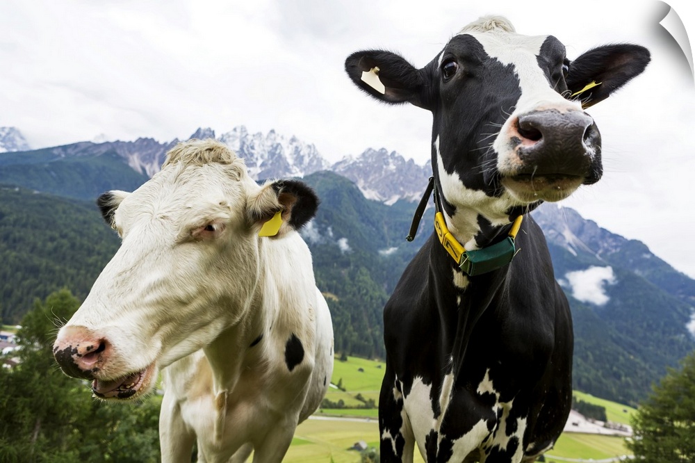 Close-up of two diary cows in an alpine meadow with snow-capped mountains in the background; San Candido, Bolzano, Italy