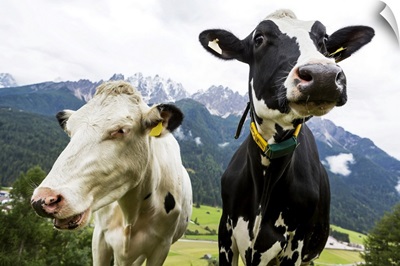 Two Dairy Cows In An Alpine Meadow, San Candido, Bolzano, Italy