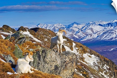 Two Dall sheep rams resting on a ridge in Denali National Park, Alaska