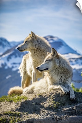 Two Female Gray Wolves, Alaska Wildlife Conservation Center, Portage, Alaska