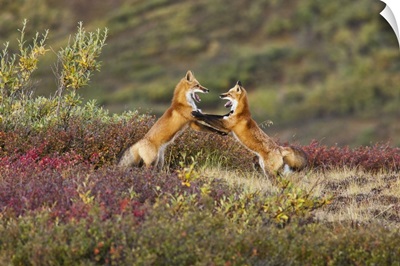Two Foxes, Polychrome Pass, Denali National Park, Alaska