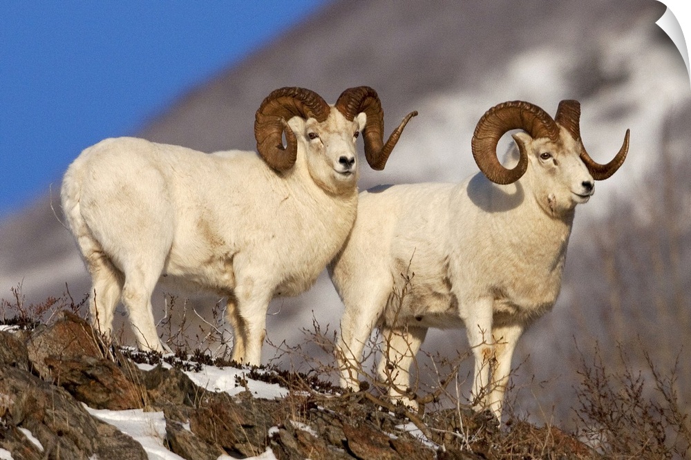 Two full-curl ram Dall Sheep at Windy Point area, Southcentral Alaska