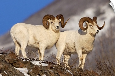 Two full curl ram Dall Sheep at Windy Point area Southcentral Alaska