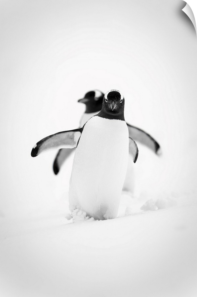 Monochrome image of two gentoo penguins (pygoscelis papua) waddling in line across a snowy slope, holding their flippers o...