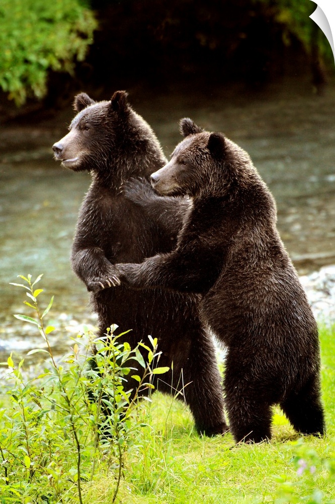 Two Grizzly Bears
