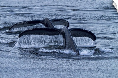 Two Humpback Whale Flukes Rise From The Ocean