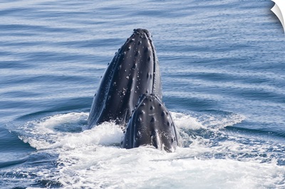 Two Humpback Whales Surfacing And Splashing In The Water, Southern Ocean, Antarctica