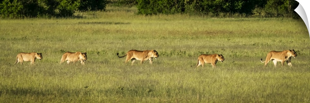 Panorama of two lionesses and three cubs (Panthera leo), Grumeti Serengeti Tented Camp, Serengeti National Park; Tanzania