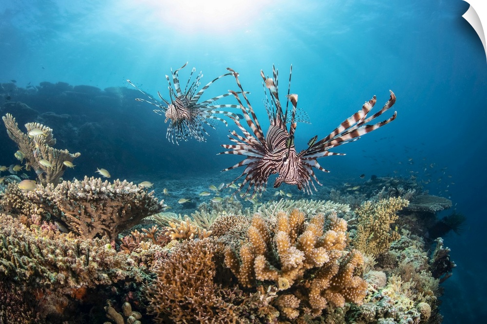 Two Lionfish (Pterois volitans) search over hard coral for a meal at the edge of a drop off; Philippines.
