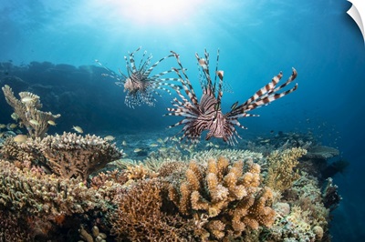 Two Lionfish Search Over Hard Coral For A Meal At The Edge Of A Drop Off, Philippines