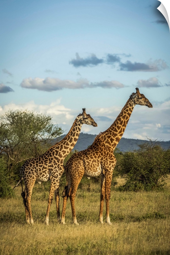 Two Masai giraffe (Giraffa camelopardalis tippelskirchii) stand in golden light, Grumeti Serengeti Tented Camp, Serengeti ...