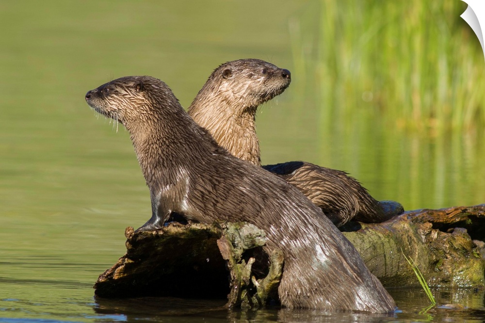 Two Northern river otters (Lutra canadensis) enjoying a warm summer day in Yellowstone National Park, Wyoming, United Stat...