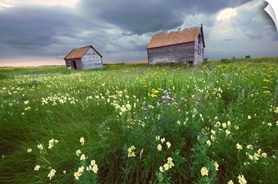 Two Old Granaries With Prairie Wildflowers, Central Alberta, Canada
