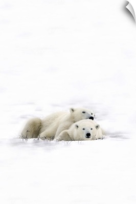 Two Polar Bears Laying Together