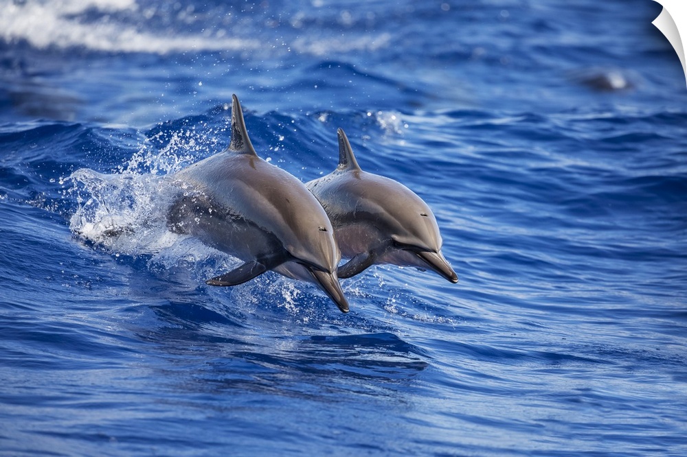 Two Spinner dolphins (Stenella longirostris) off the island of Lanai; Lanai, Hawaii, United States of America
