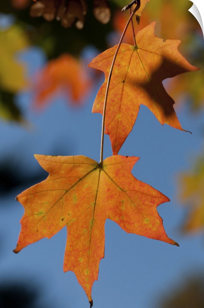 Closeup of two sugar maple leaves in autumn colors. Concord , Minuteman National Historical Park, Massachusetts