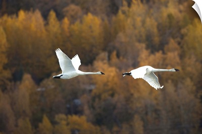 Two Trumpeter Swans Fly Over Potter Marsh Near Anchorage, Southcentral Alaska