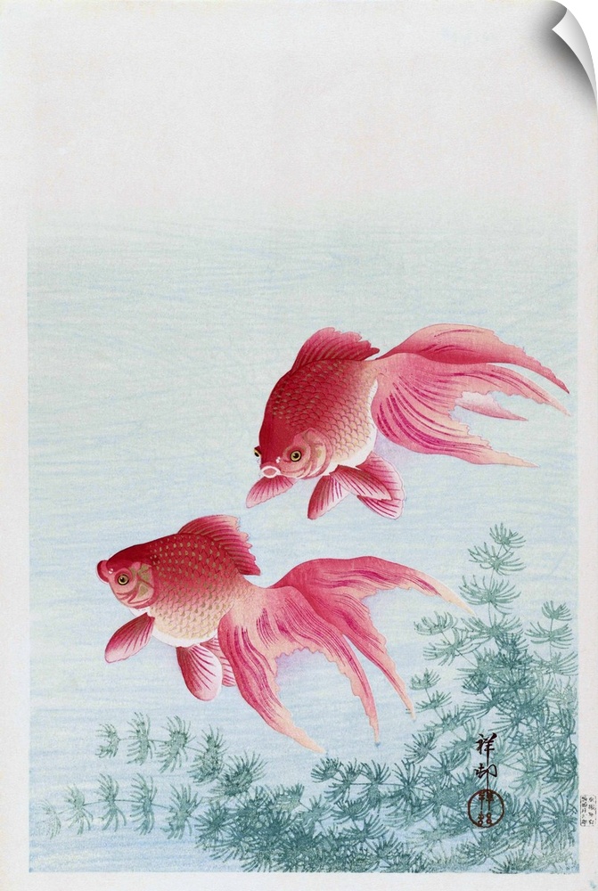 Two Veiled Goldfish, by Japanese artist Ohara Koson, 1877 - 1945.  Ohara Koson was part of the shin-hanga, or new prints m...