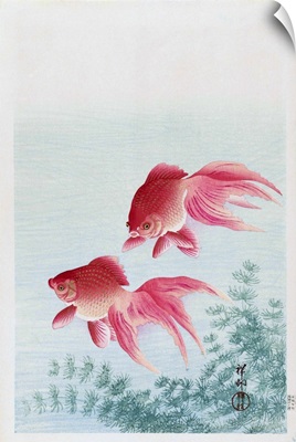 Two Veiled Goldfish By Japanese Artist Ohara Koson