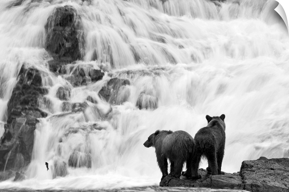 Two young brown bears brown bears fish for salmon at the base of a waterfall in southeast Alaska's Tongass National Forest...