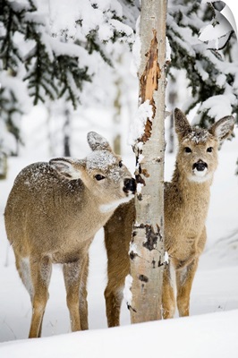 Two Young Deer In A Snow Chewing On Tree Bark, Alberta, Canada
