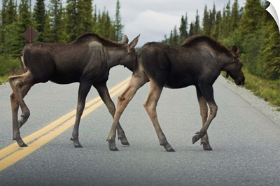 Two young moose calves cross the park road in Denali National Park Interior Alaska