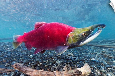 Underwater view of a male Sockeye Salmon in Power Creek near Cordova, Alaska