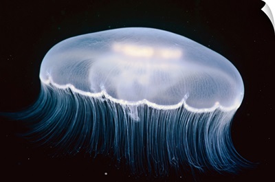 Underwater View Of A Moon Jellyfish, British Columbia, Canada