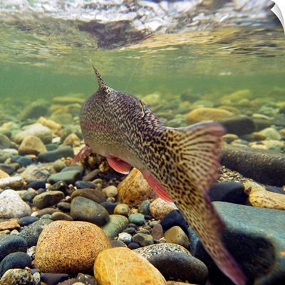Underwater view of a rainbow trout swimming upstream in Montana Creek, Alaska