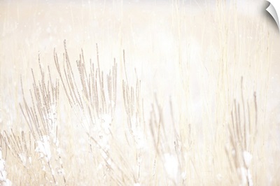 Vervain And Prairie Grasses In Smith Prairie In A Snowstorm, Hubbard County, Minnesota