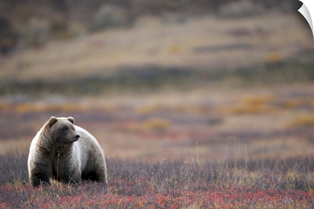 View of a Grizzly Bear standing in the fall tundra, Denali National Park, Interior Alaska