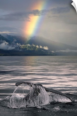 View Of A Humpback Whale's Fluke As It Dives Into Frederick Sound, Alaska