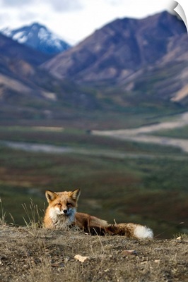 View of a Red fox resting near Polychrome Pass Denali National Park