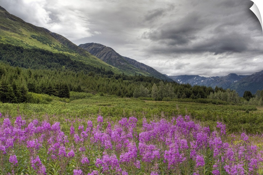 Purple colored flowers grow wild and are photographed in the foreground of this picture which shows immense mountains in t...