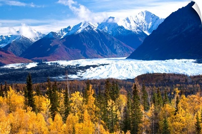 View of Matanuska Glacier with golden autumnal Aspen trees in the foreground