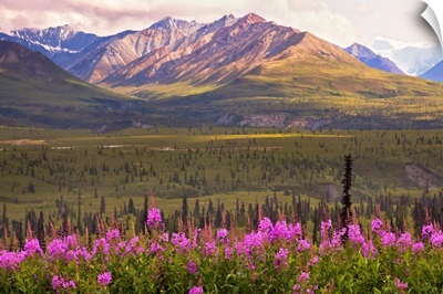 View of the Chugach Mountains with fireweed in the foreground along the Glenn Highway