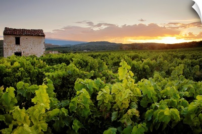 Vineyard Near Malemort-Du-Comtat; France