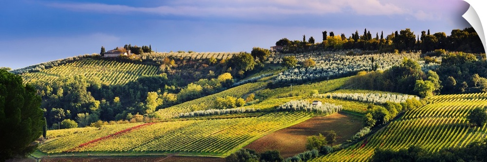 Vineyard, near San Gimignano, Tuscany, Italy