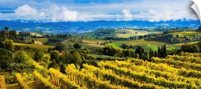 Vineyard, San Gimignano, Tuscany, Italy