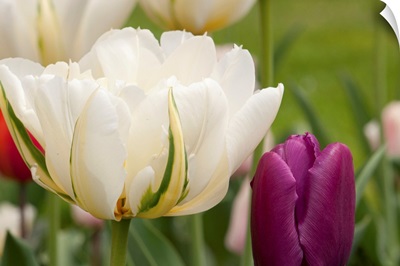 Viridiflora tulips in a garden in spring.; New Hampshire.