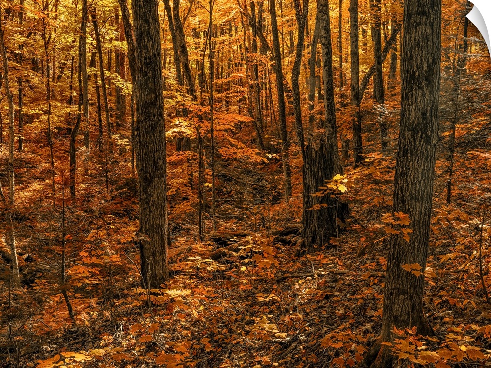 Warm coloured foliage on the trees and forest floor in autumn; Huntsville, Ontario, Canada.