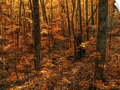 Warm Coloured Foliage On The Trees And Forest Floor In Autumn, Huntsville, Ontario, CA