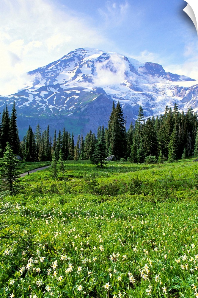 Washington, Mt. Rainier National Park, Meadow Along Nisqually Vista Trail