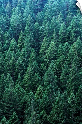 Washington, Olympic National Forest, Douglas Fir Trees